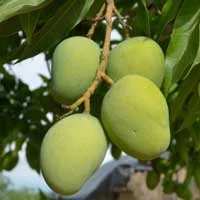 African mango