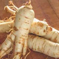 Panax ginseng root