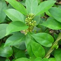 Gymnema leaves